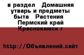  в раздел : Домашняя утварь и предметы быта » Растения . Пермский край,Краснокамск г.